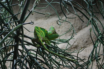 Chamäleon