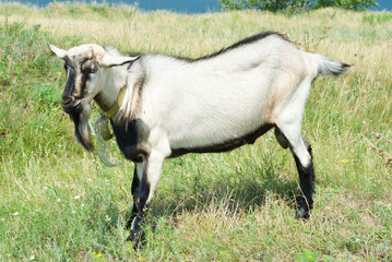 Obraz premium A goat male on a pasture.