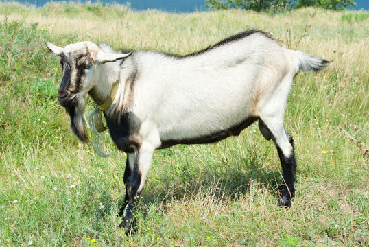 A goat male on a pasture.