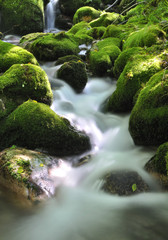 Agua de seda en el bosque.