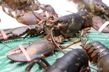 Lobster at the market