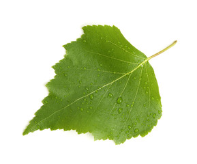 Green leaf with water drops