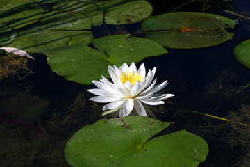 Fragrant Water Lily - Nymphaea odorata