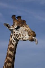 side profile of giraffe poking its tongue out.