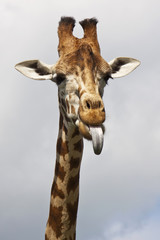 Giraffe poking its tongue out