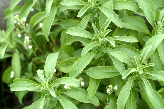 Feuilles de st&eacute;via