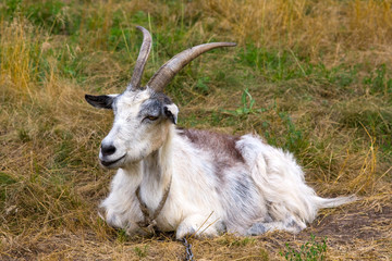 goat on meadow