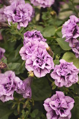 Pelargonie