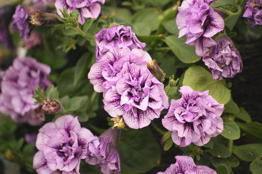 Pelargonie