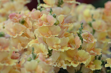 Großes Löwenmaul Antirrhinum