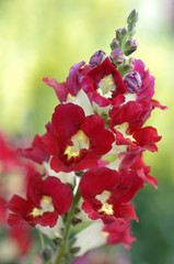 Großes Löwenmaul Antirrhinum