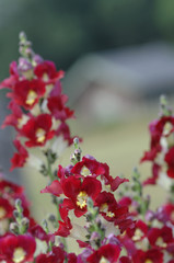 Großes Löwenmaul Antirrhinum