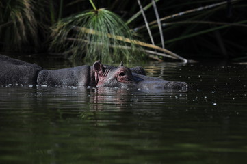 Hippo (Hippopotamus amphibius) at Naivasha Lake, Kenya
