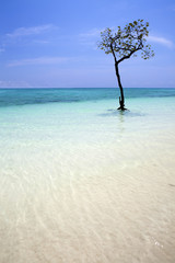 Lone tree in the clear blue sea