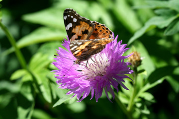 Obraz premium classical