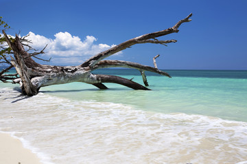 Dead tree laying on a paradise beach.