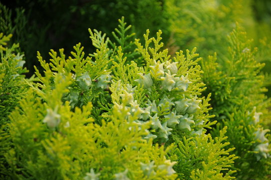 immer gr&uuml;n photography color image backgrounds botany nature outdoors twig full frame image picture frame abstract close-up filling freshness hedge whole beauty beauty in nature bush beginnings colors