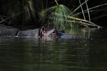 Fototapeta premium Hippo (Hippopotamus amphibius) at Naivasha Lake, Kenya