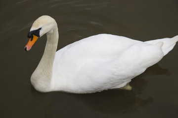 White swan on the surface of the lake