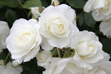 rosier