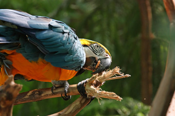 Macaw or parrot with yellow blue feathers