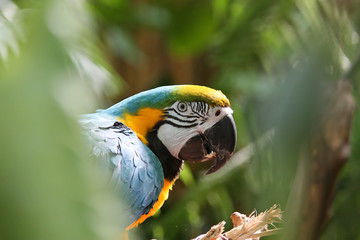 Macaw or parrot with yellow blue feathers looking curious