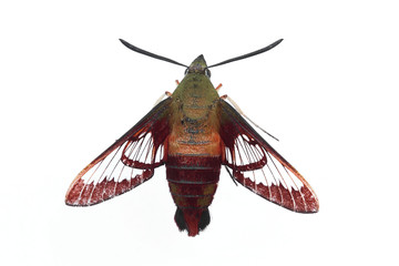 Fototapeta premium Hummingbird Moth - Isolated