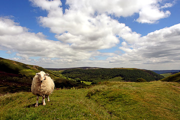 sheep