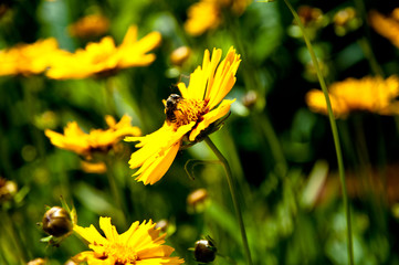 Abeille sur un coreopsis