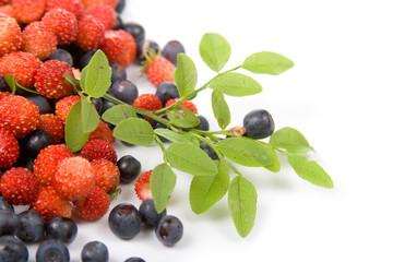 Wild strawberries and blueberries