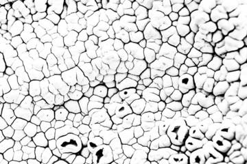 Abstract nature background