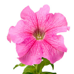 Naklejka premium Pink petunia