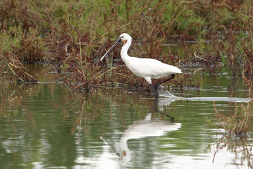 eurasian spoonbill - Platalea leucorodia