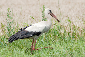 white stork ( Ciconia ciconia) looking for food