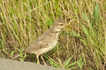 crested lark  with grasshoppers in the bill
