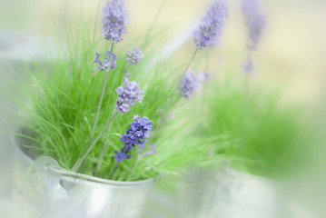Lavender Sprigs