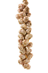 bunch of garlic © vnlit