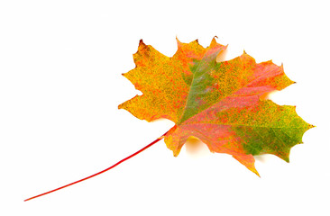 autumn leaf