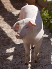 Fototapeta premium ferkel