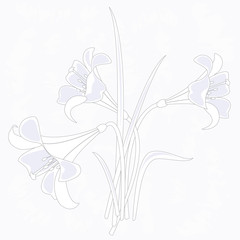 Vector illustration of lilies