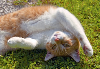 verspielte Katze