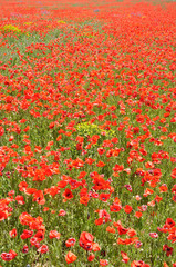 coquelicots 83