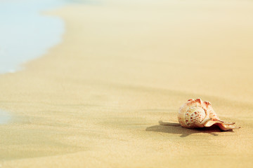 Seashell