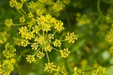Gelb blühender Fenchel
