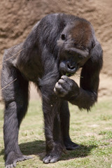 Gorilla
