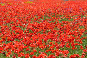 coquelicots 73