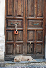 Perro en puerta