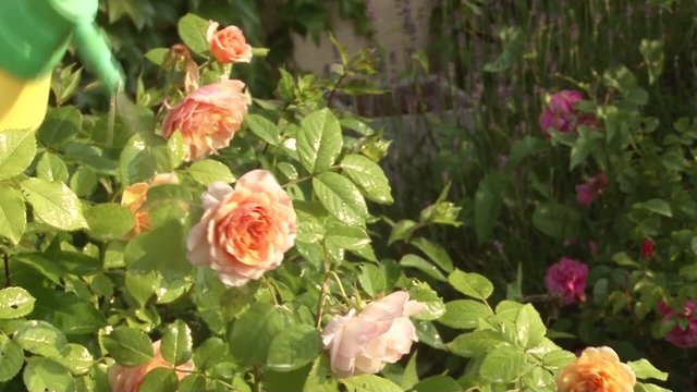 Traitement anti-poux pour les rosiers