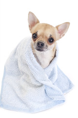 cute Chihuahua with blue towel isolated