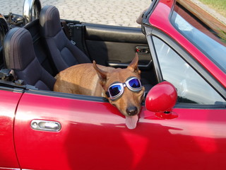 Hund im Cabriolet